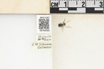 Media type: image;   Entomology 769581 Aspect: Labels